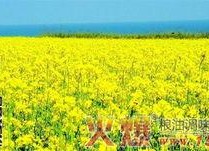 国产四级,引领中国电影新潮流