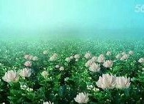 青青国产草视频