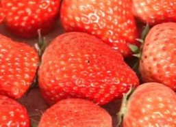 国产草莓视频,视频带你领略田园风光与美味果实